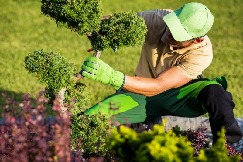 Shrubs Trimming