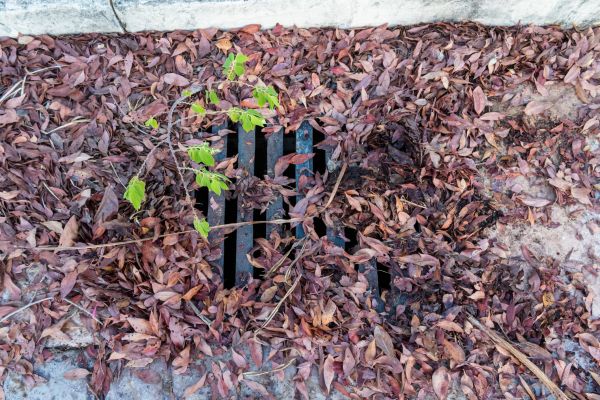 Cost of Yard Drain Unclogging in Cedar Park